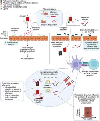 Spatiotemporal proteolytic susceptibility of allergens: positive or negative effects on the allergic sensitization?